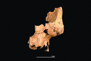 Oldest Known Human Face in Western Europe Discovered in Spain